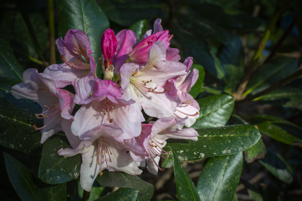 Rhododendron071