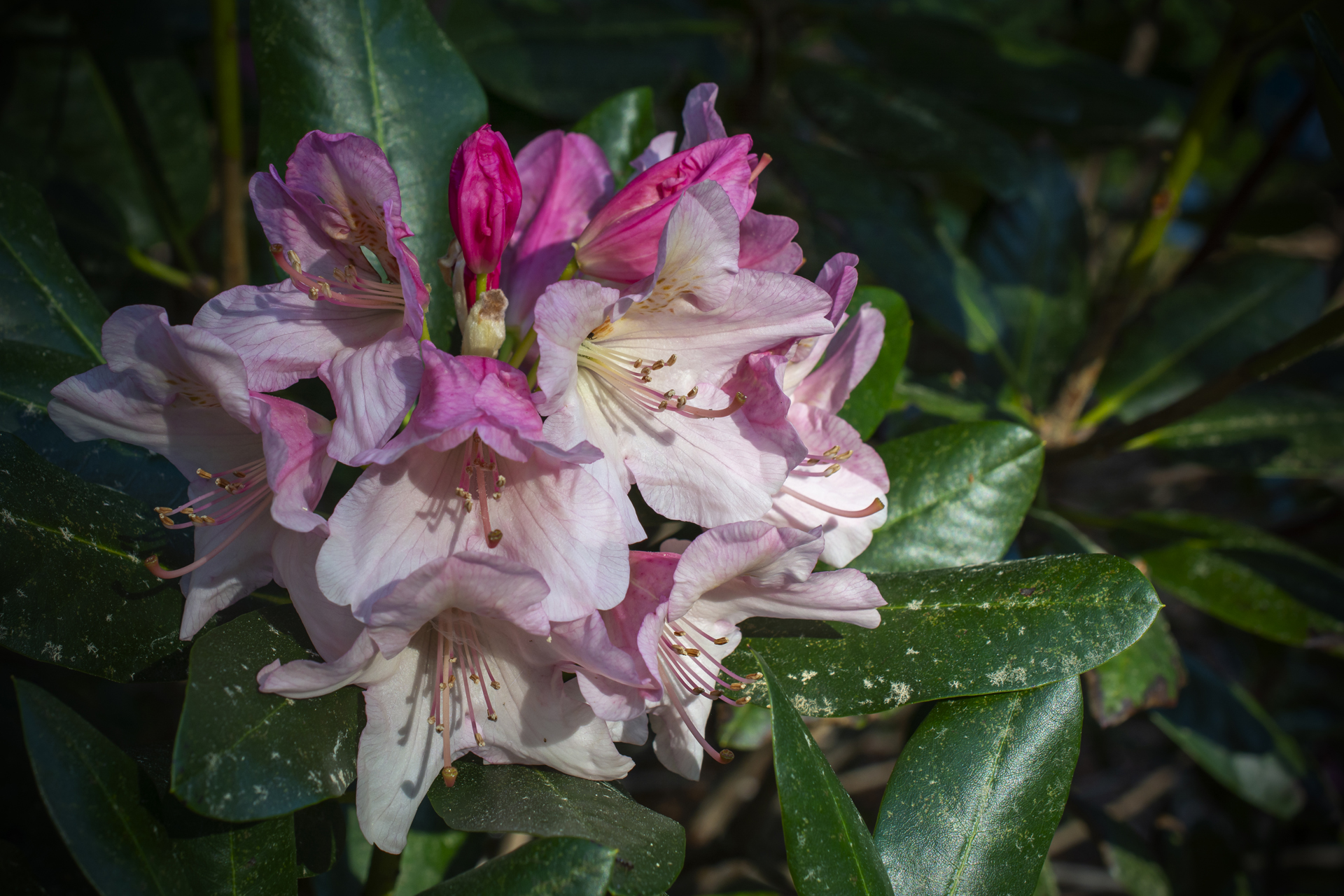 Rhododendron071 Rhododendron071