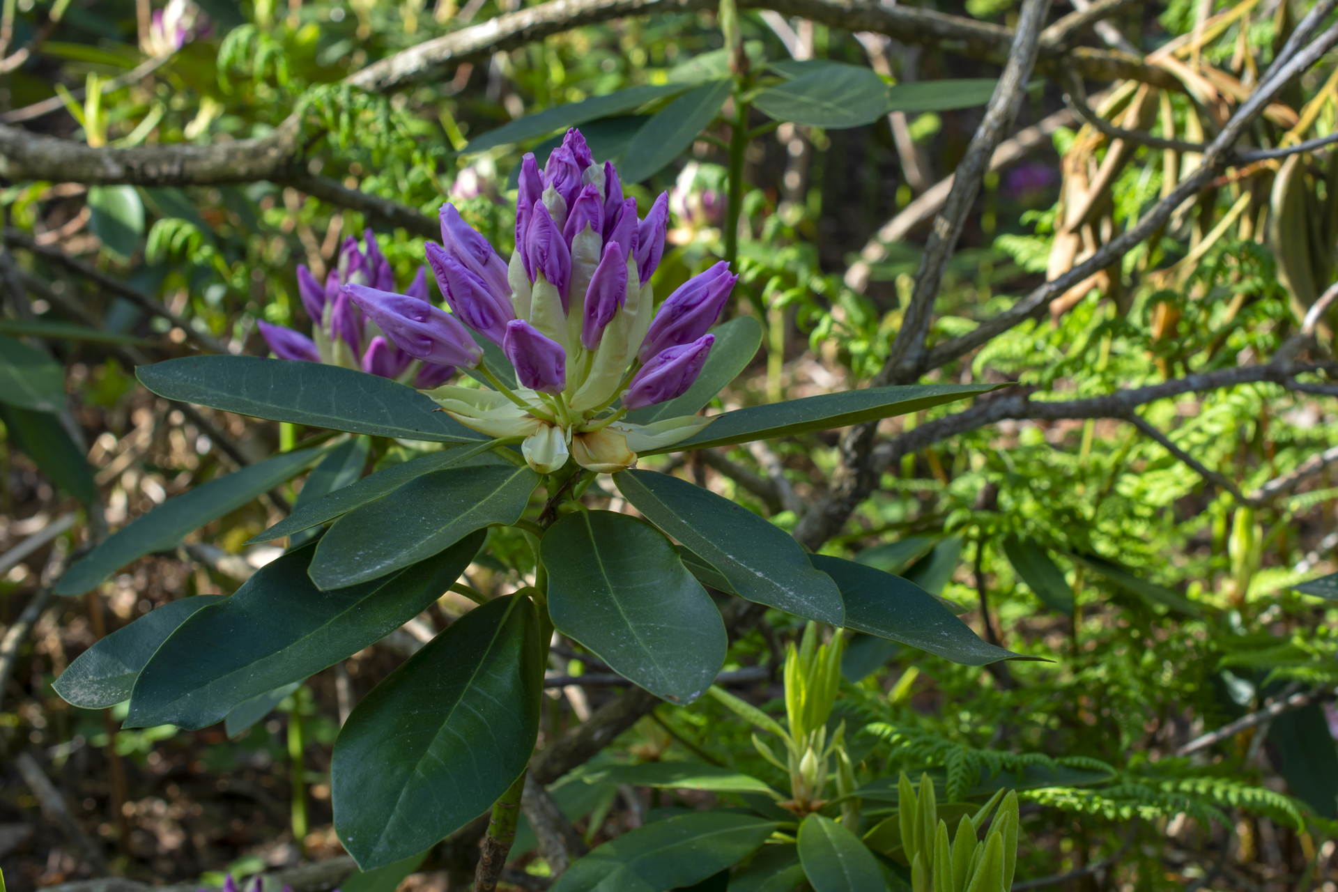 Rhododendron078 Rhododendron078