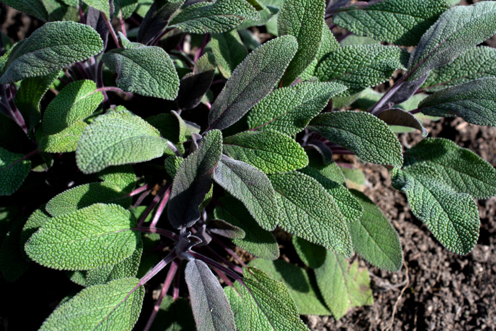 Salbei002