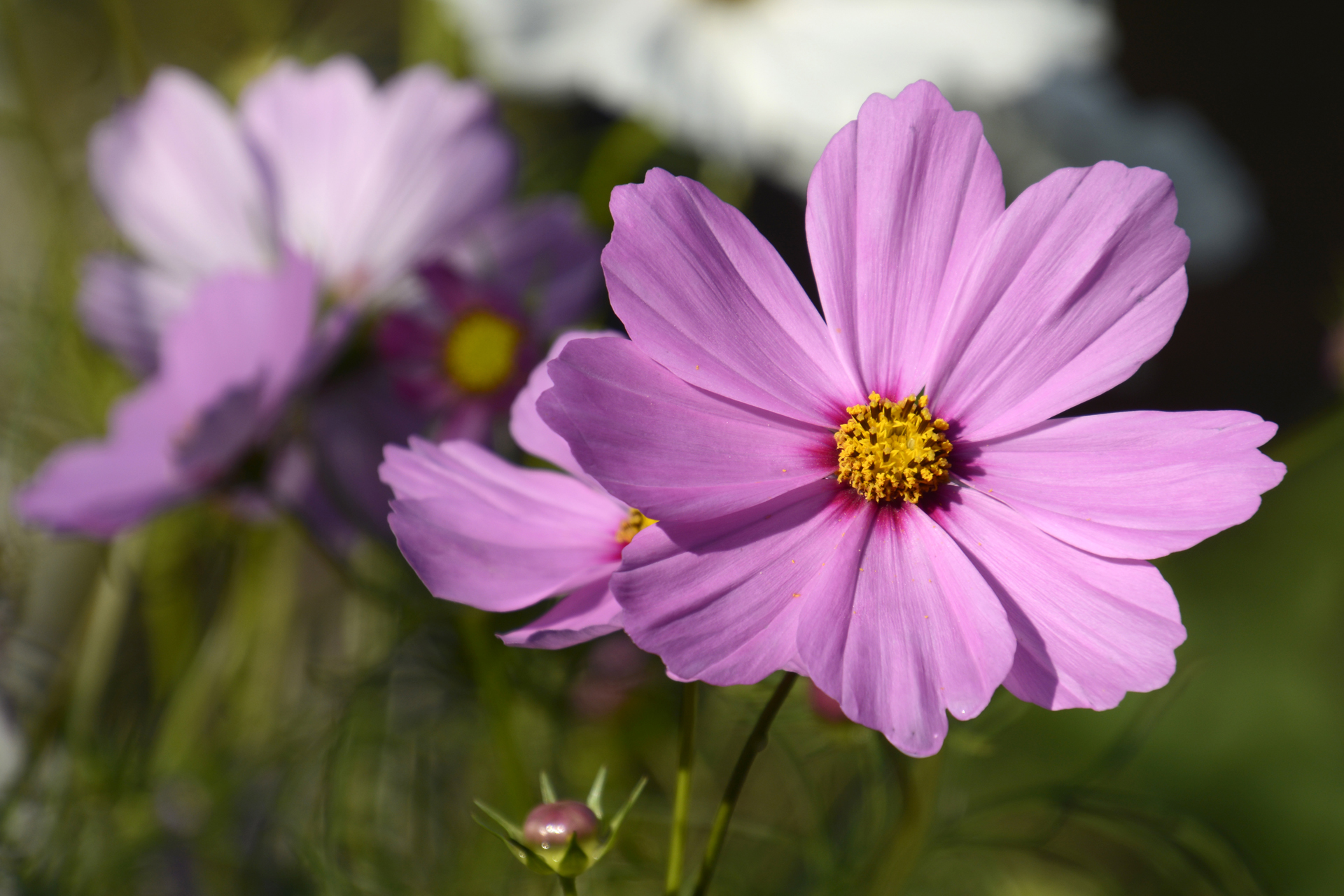 Schuckkörbchen021 Schuckkörbchen021