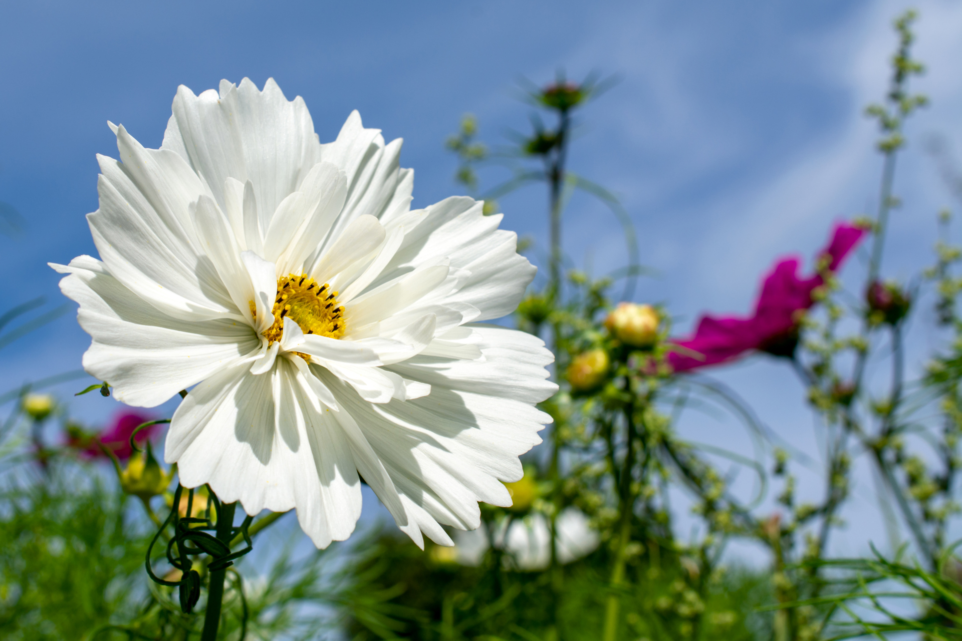 Schuckkörbchen036 Schuckkörbchen036