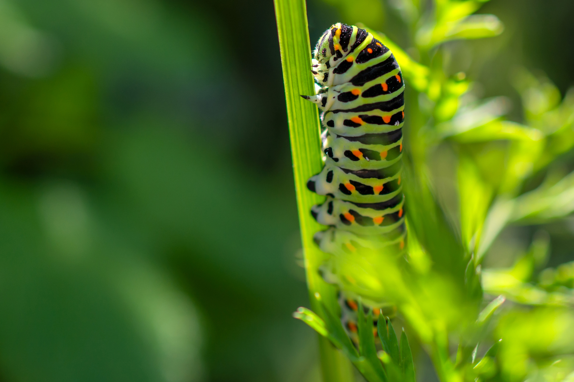 Schwalbenschwanz Raupe001 Schwalbenschwanz-Raupe001