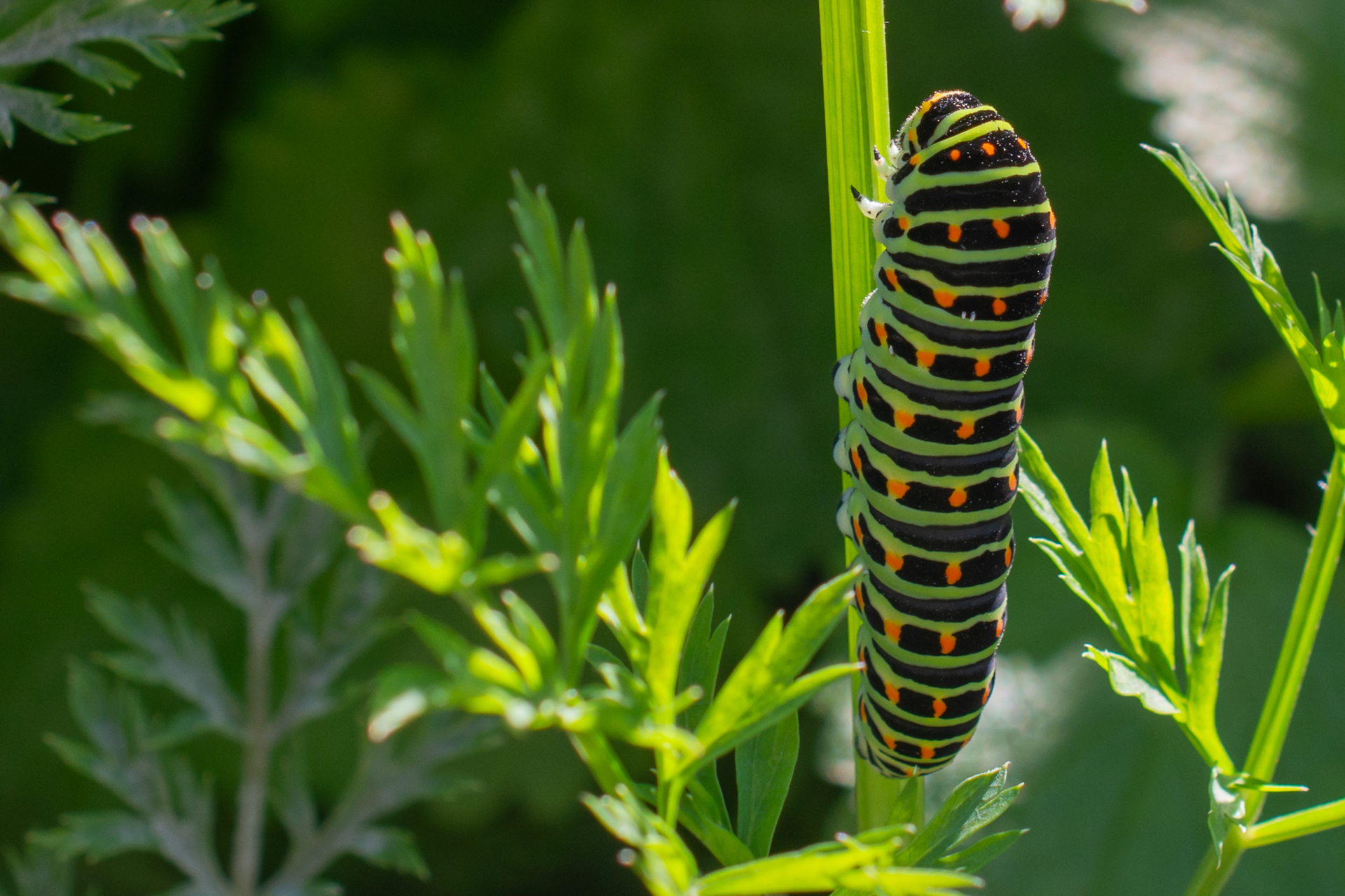 Schwalbenschwanz Raupe002 Schwalbenschwanz-Raupe002
