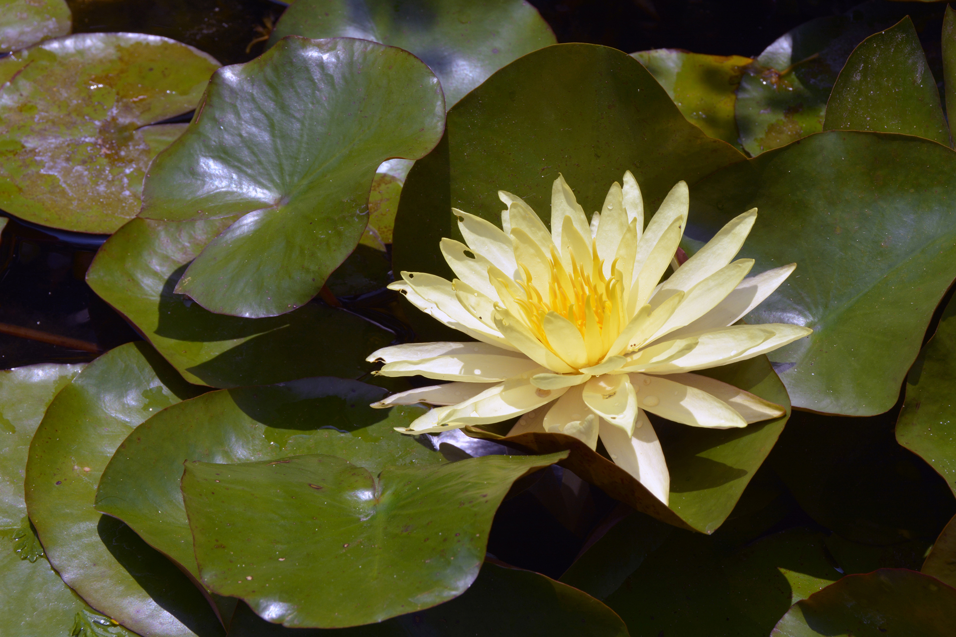 Seerose056 Seerose056