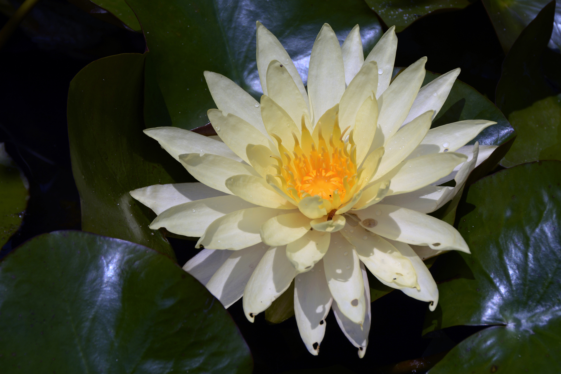 Seerose058 Seerose058