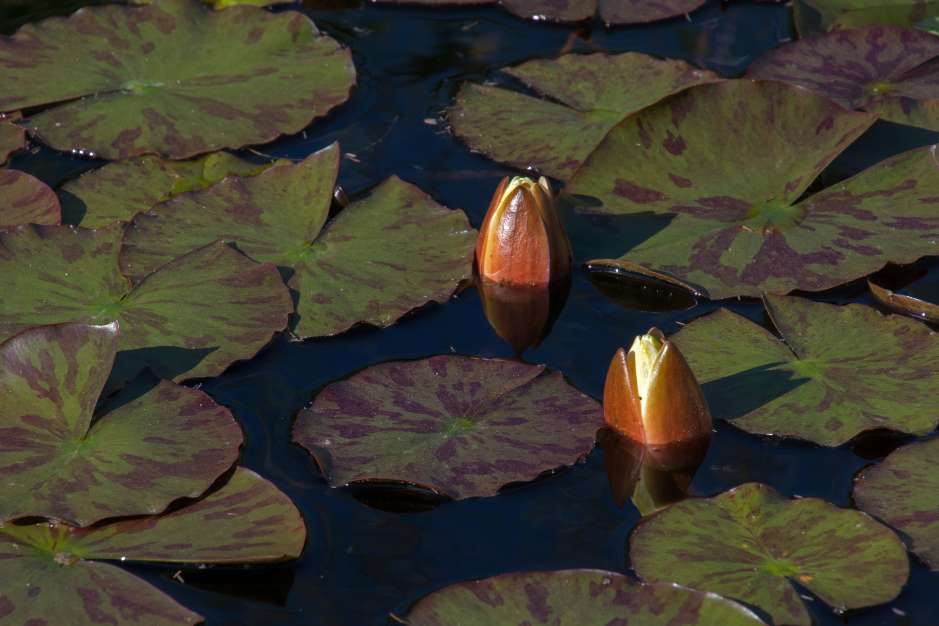 Seerosen055 Seerosen055