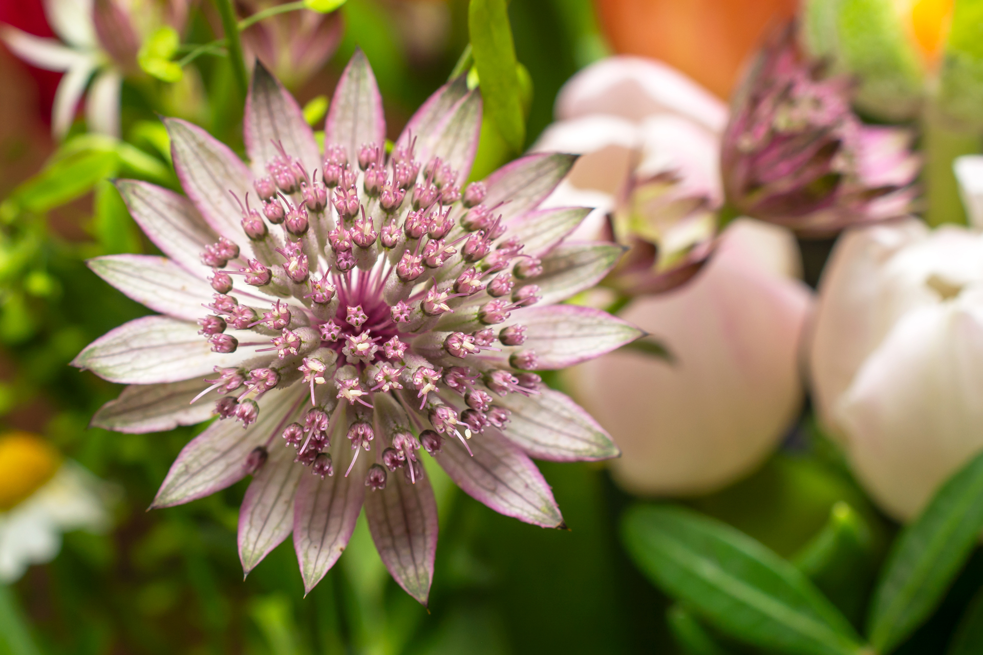 Sterndolde001 Sterndolde001