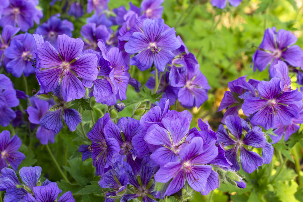 Storchschnabel004