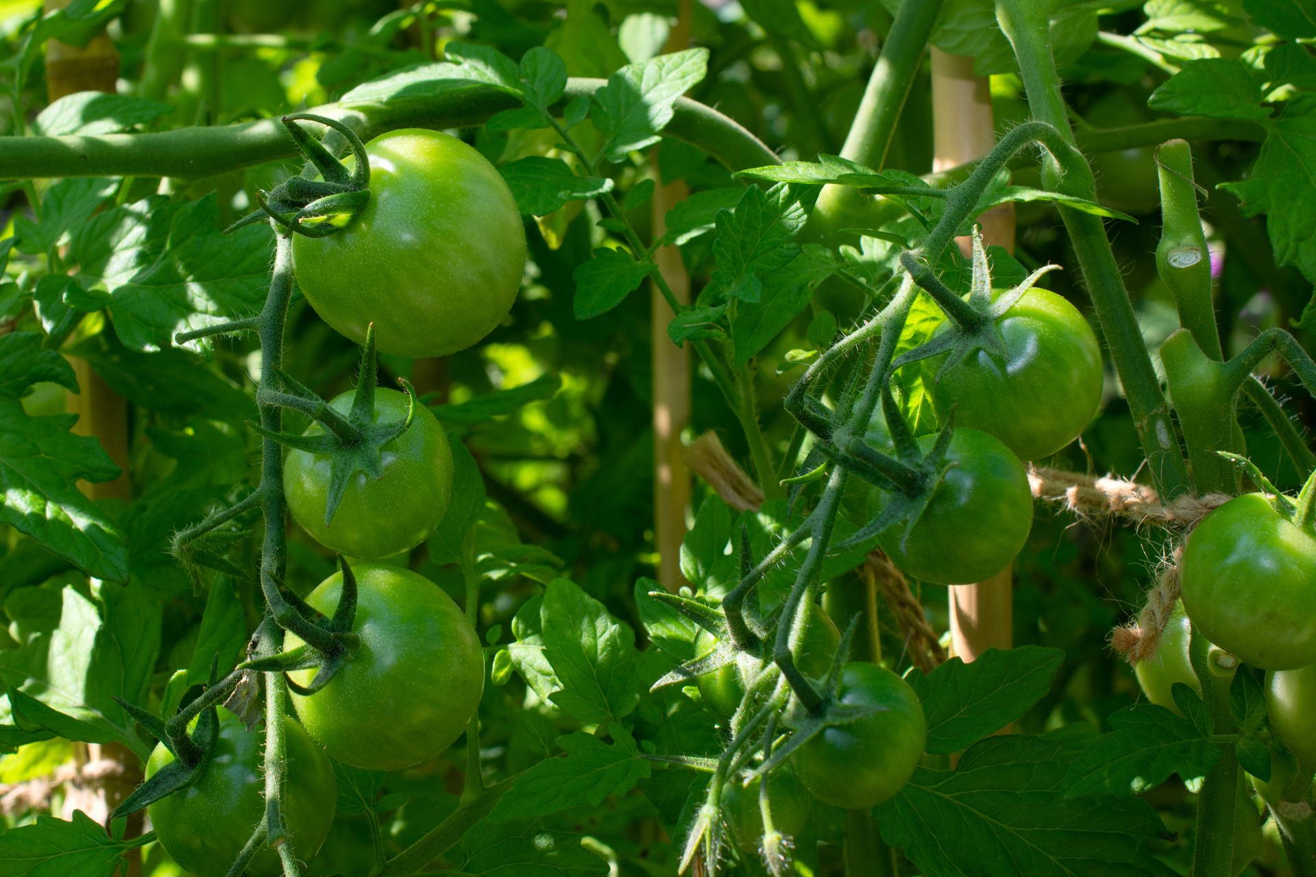 Tomaten003 Tomaten003