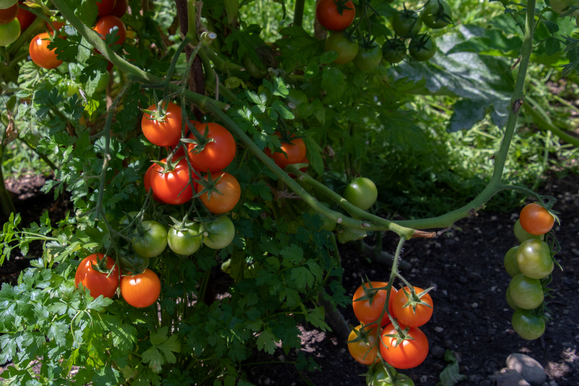 Tomaten008 Tomaten008