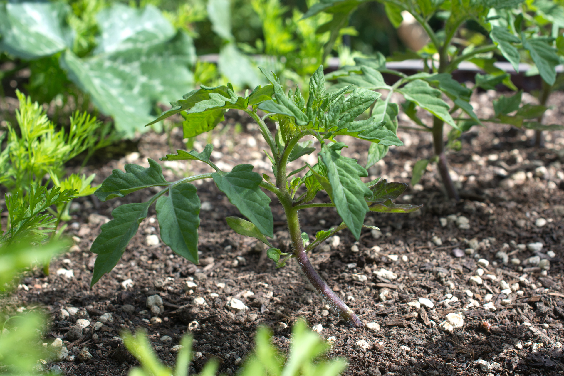 Tomatenpflanze001 Tomatenpflanze001