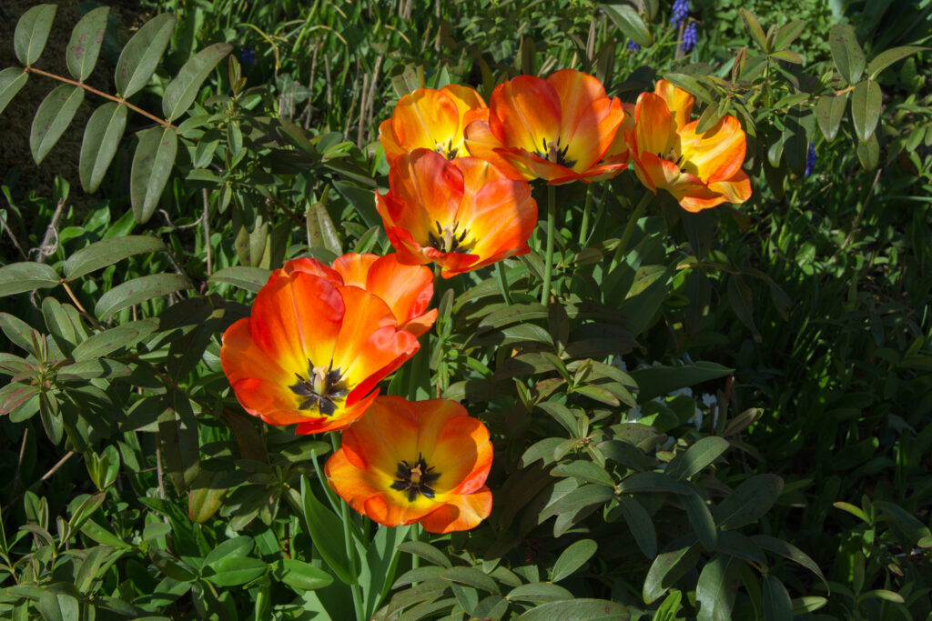 Tulpen145