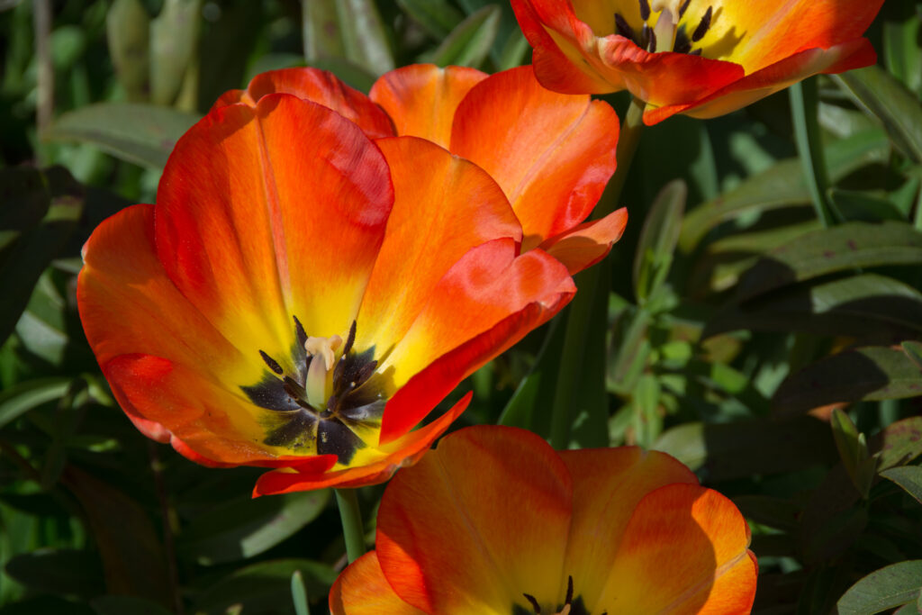 Tulpen148