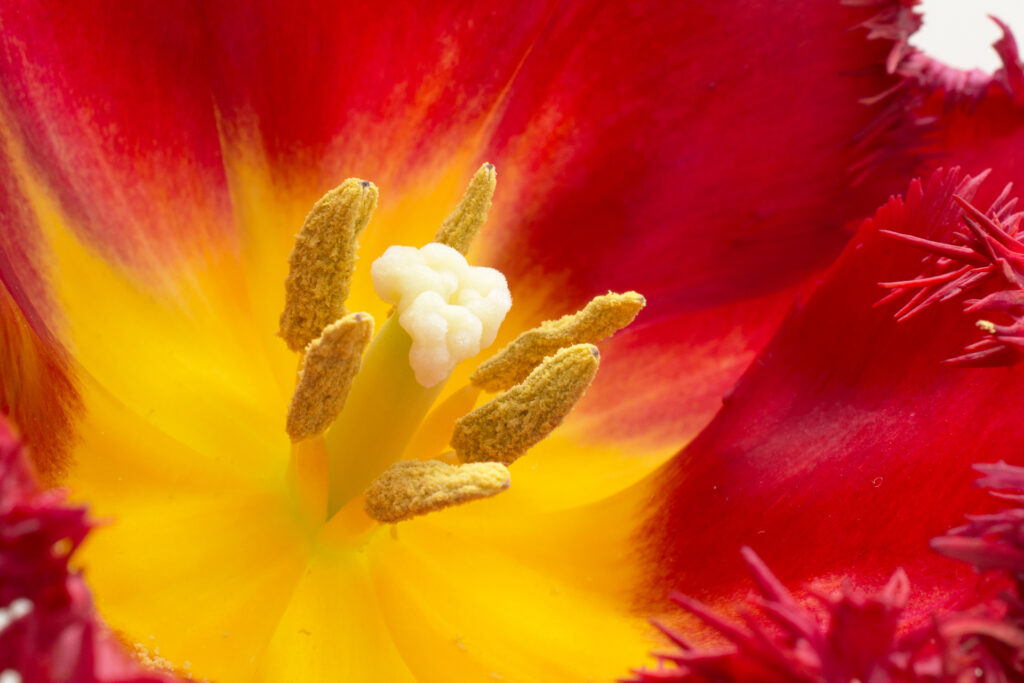 Tulpen171
