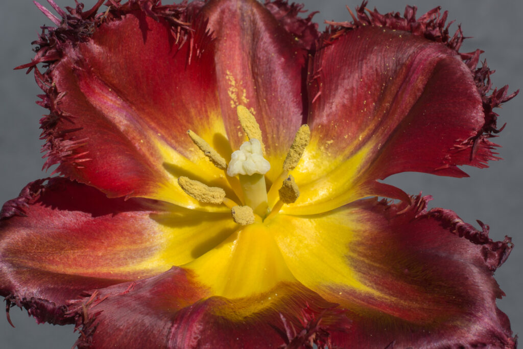 Tulpen178