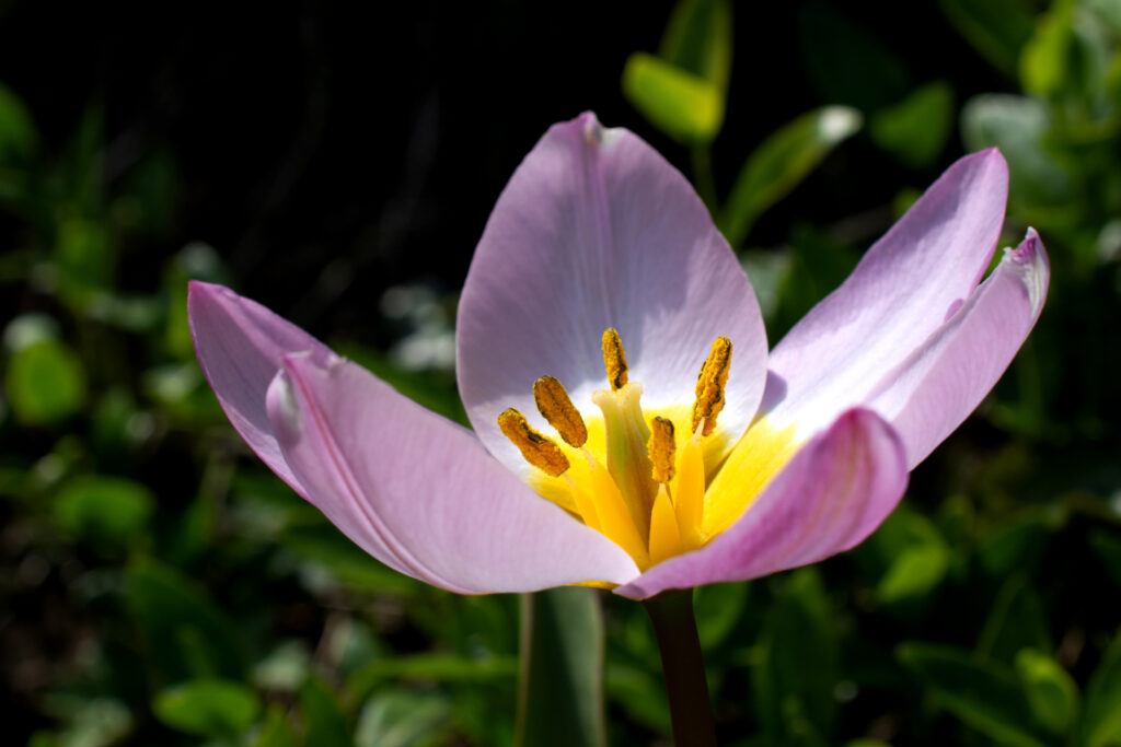 Tulpen198