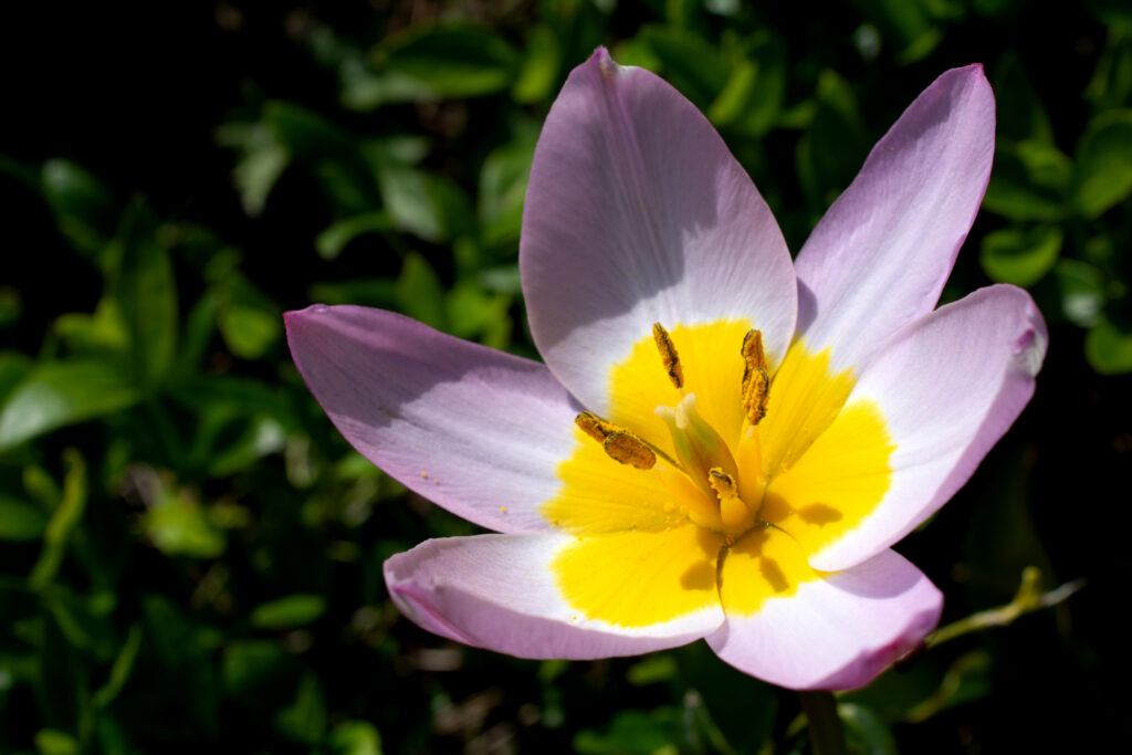 Tulpen200