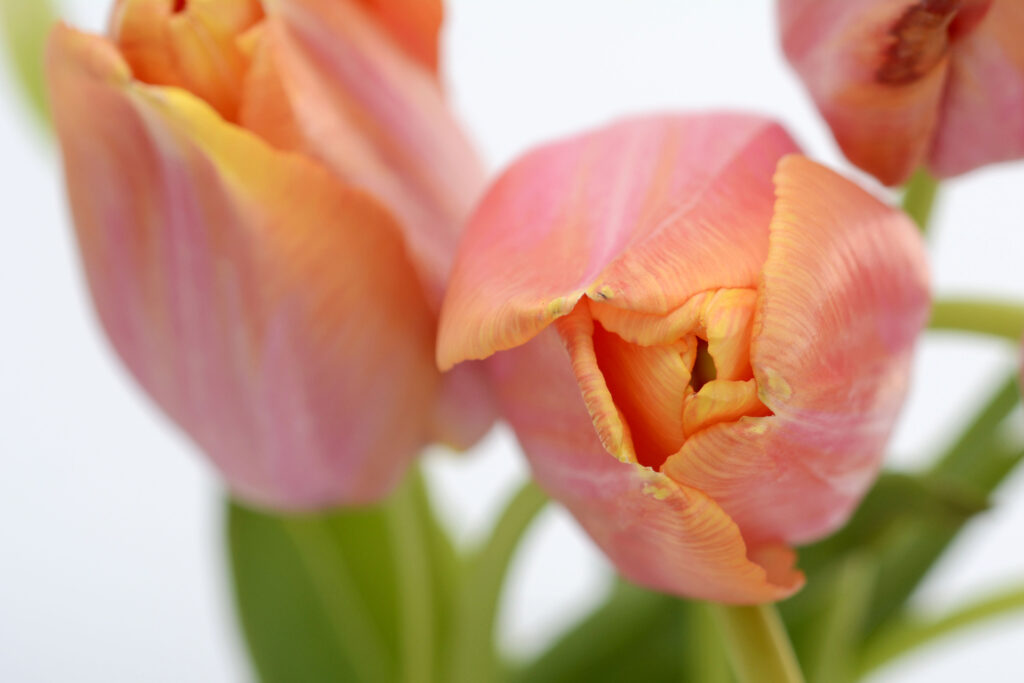 Tulpen209