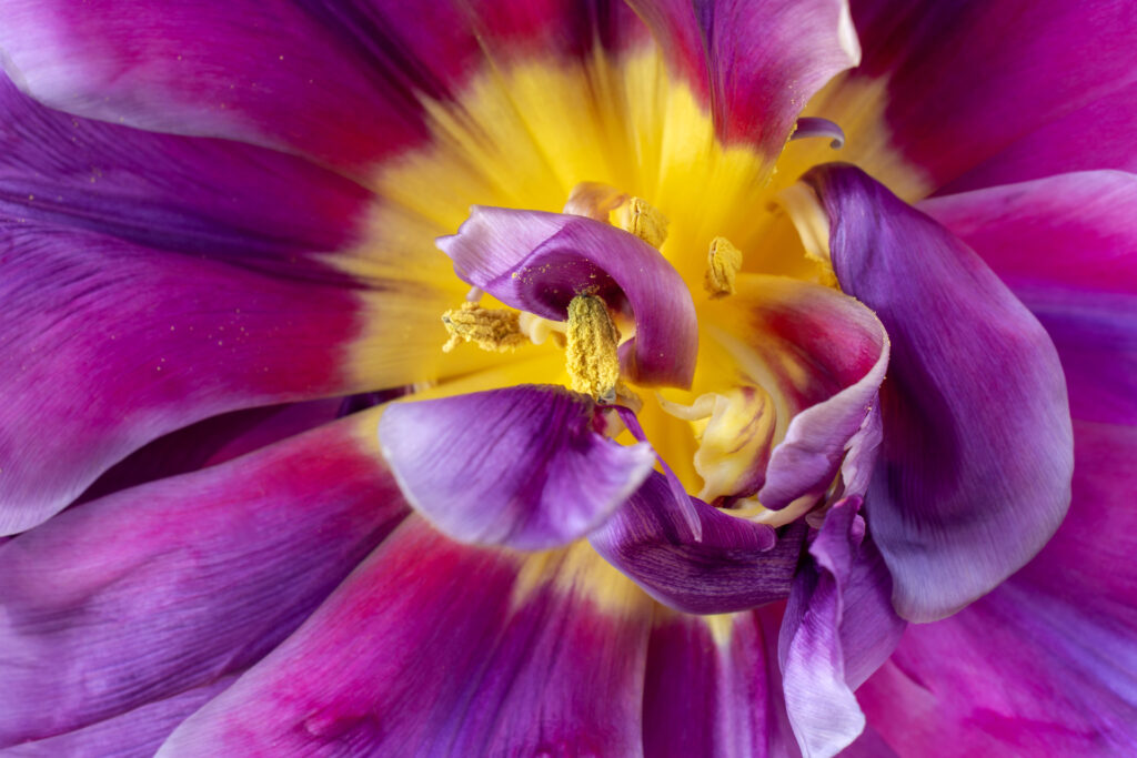 Tulpen211