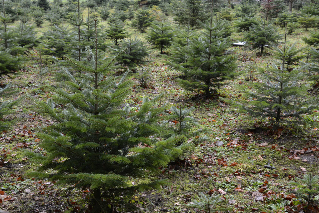 Weihnachtsbaum