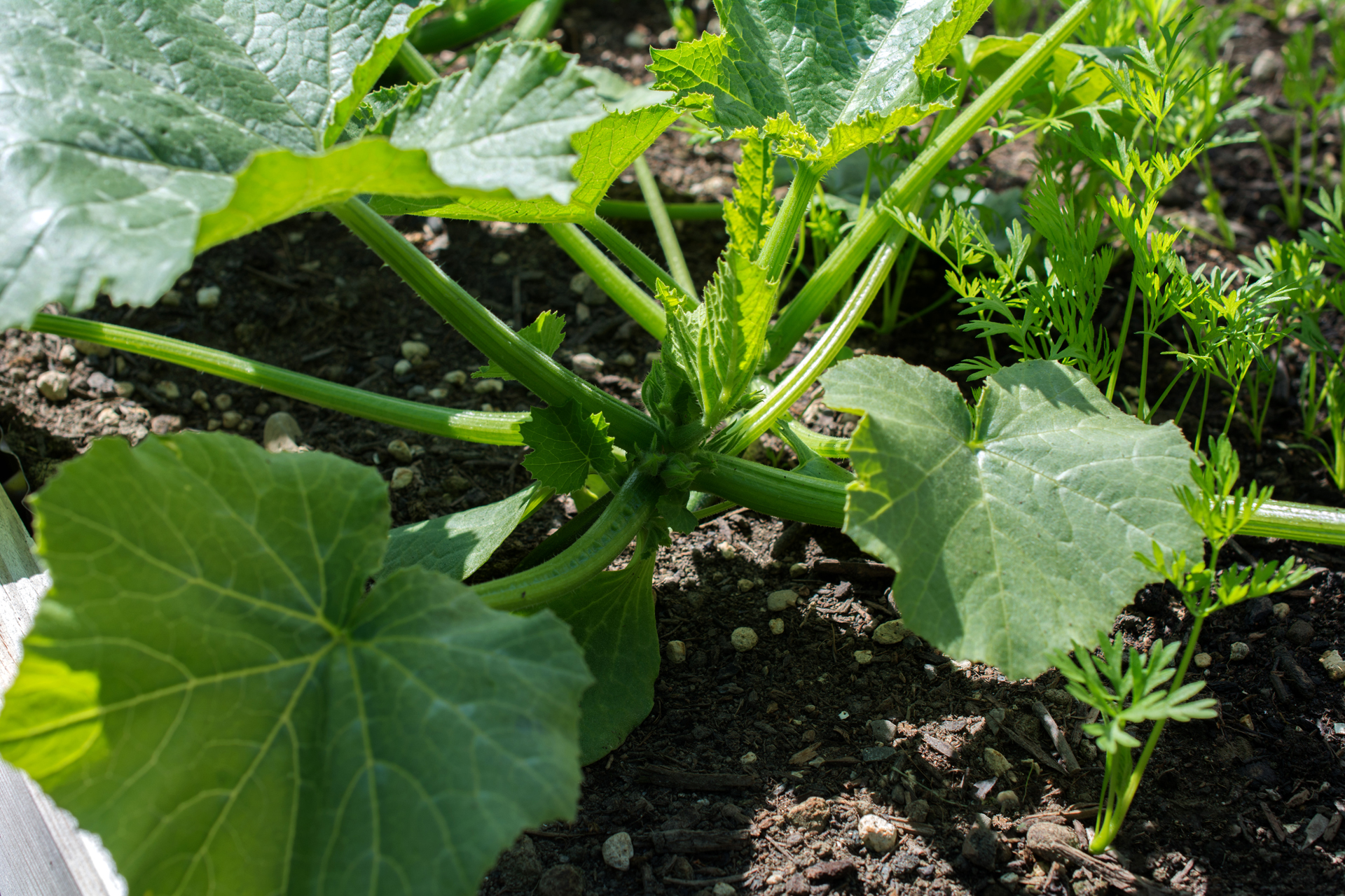 Zucchini001 Zucchini001