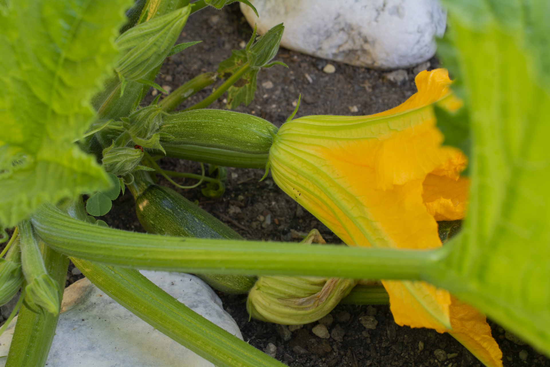 Zucchini002 Zucchini002