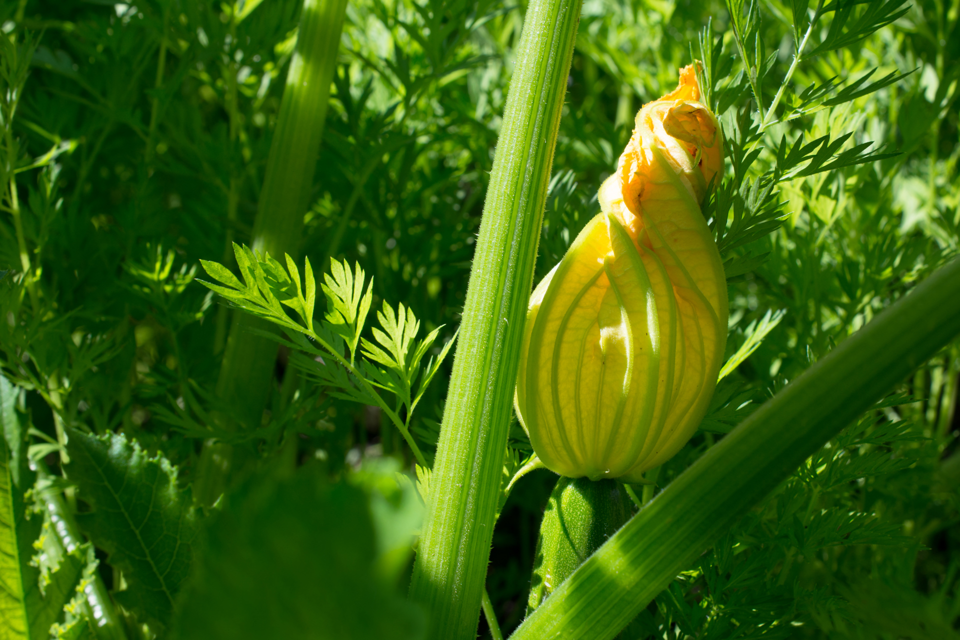 Zucchiniblüte001 Zucchiniblüte001