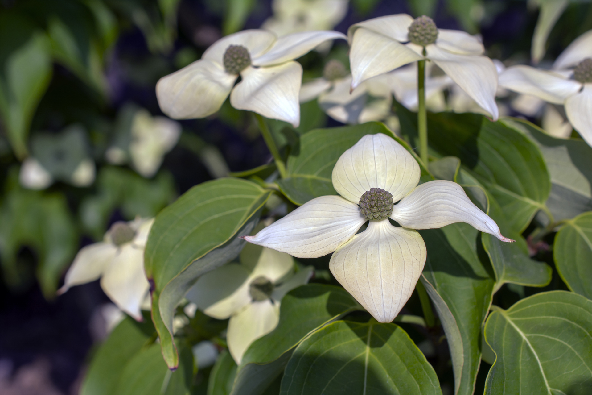 asiatischer Blütenhartriegel 003 asiatischer-Blütenhartriegel-003