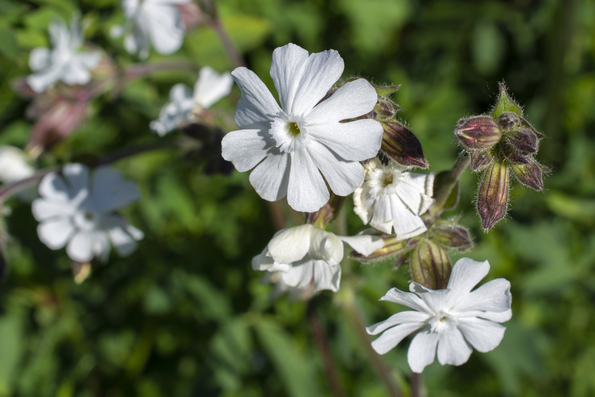 weisseLichtnelke001 weisseLichtnelke001